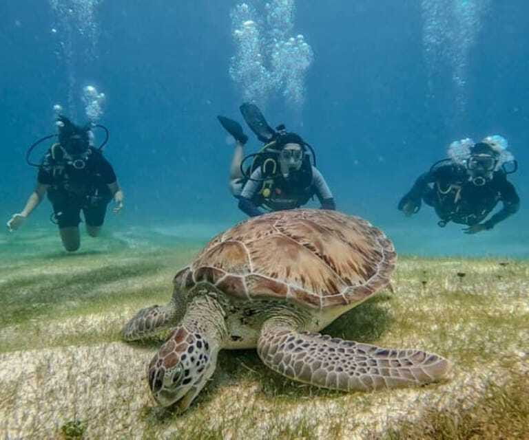 Puerto Morelos: Scuba Diving for Beginners - 2 Dives - Equipment, comfort, and what is included
