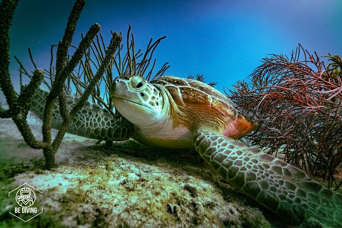 Scuba Diving in Cozumel Island - Key points to know before you book