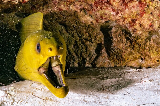 Scuba Diving in Cozumel Island - Returning to Cozumel and using the open ferry ticket