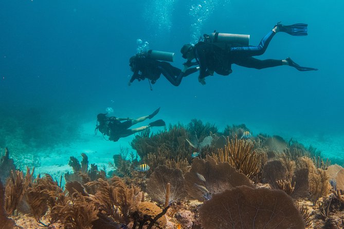 Scuba Diving in Cozumel Island - Is $220 a fair price?