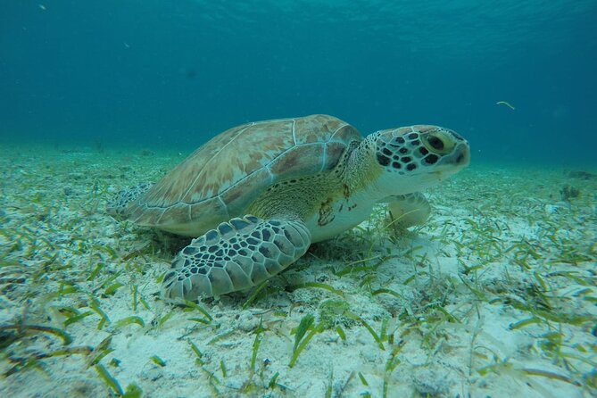 Shared Sky Snorkeling in Cozumel - What the $56 price really covers