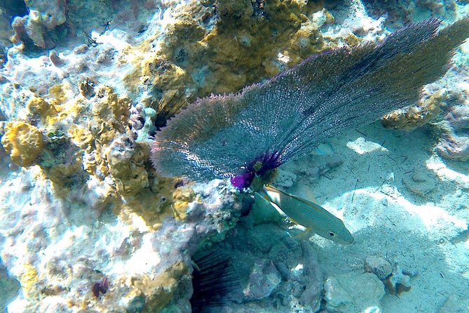 SkyReef Cozumel Snorkel & Tequila Tasting - Transportation and the meeting point