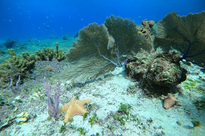 Snorkel along the coast, explore two reefs by Chivis del Mar - A quiet start from Marina Caleta