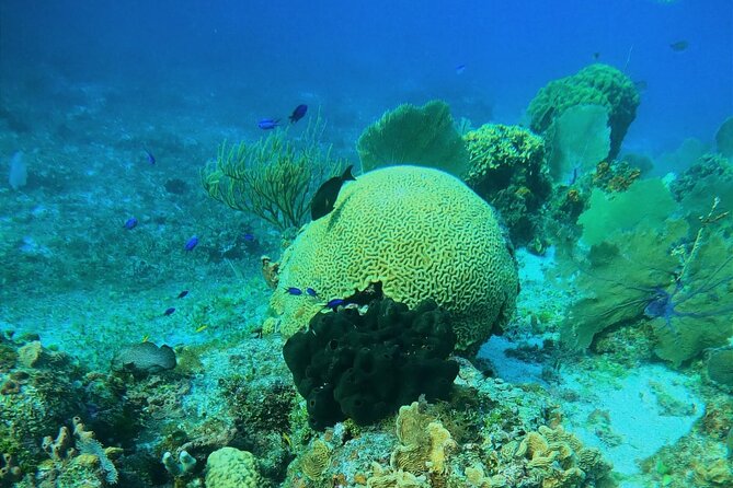Snorkel along the coast, explore two reefs by Chivis del Mar - Getting there from a cruise ship