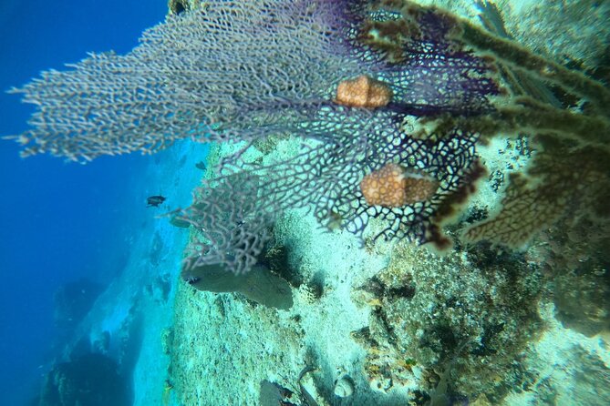 Snorkel along the coast, explore two reefs by Chivis del Mar - What to wear and what to leave behind