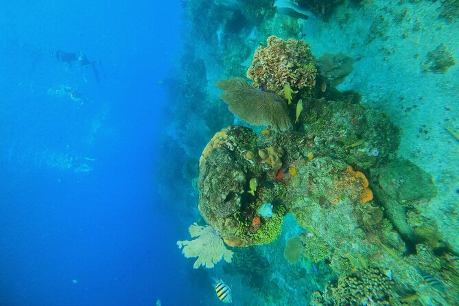 Snorkel along the coast, explore two reefs by Chivis del Mar - The no-refund rule deserves attention