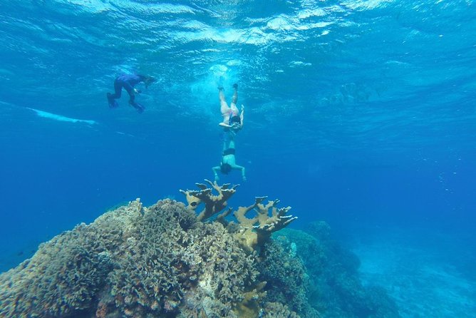 Snorkeling and Beach Club Access in Cozumel with Lunch - Dzul-Ha Reef Without a Boat Ride