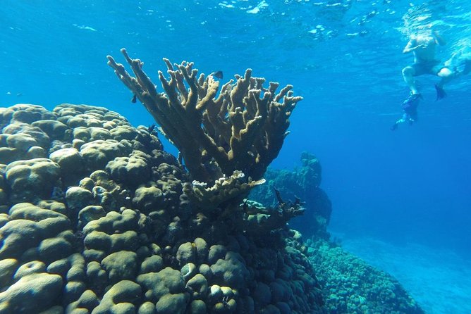 Snorkeling and Beach Club Access in Cozumel with Lunch - Seeing Coral, Fans, Sponges, and Small Marine Life