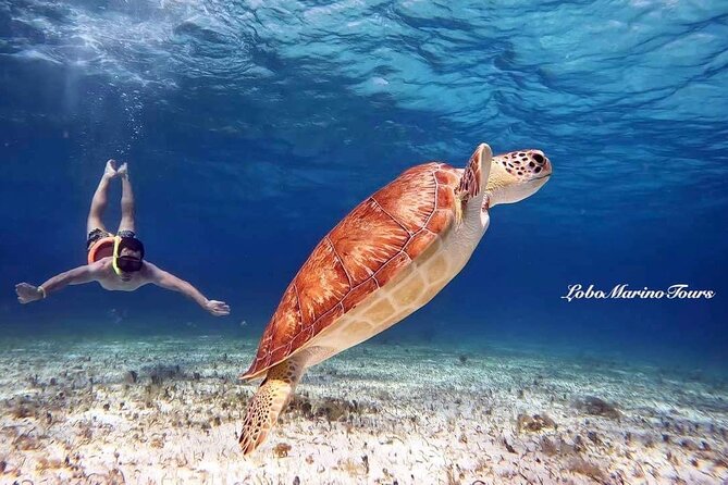 Star and Turtle Sanctuary Snorkeling Tour in Cozumel - Four water stops, four different moods