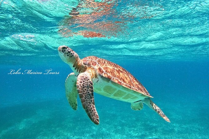 Star and Turtle Sanctuary Snorkeling Tour in Cozumel - Turtles and open-water wildlife