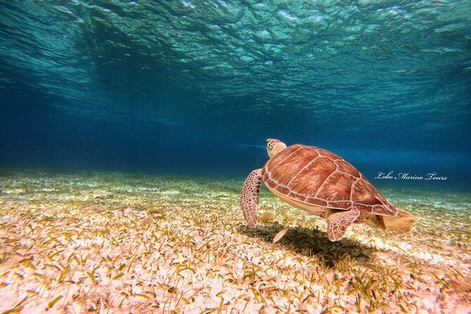 Star and Turtle Sanctuary Snorkeling Tour in Cozumel - What the $65.41 price really covers