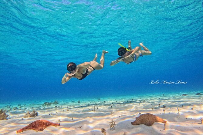 Star and Turtle Sanctuary Snorkeling Tour in Cozumel - How the tour fits different holiday plans