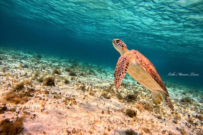 Star and Turtle Sanctuary Snorkeling Tour in Cozumel - Timing, booking, and cancellation