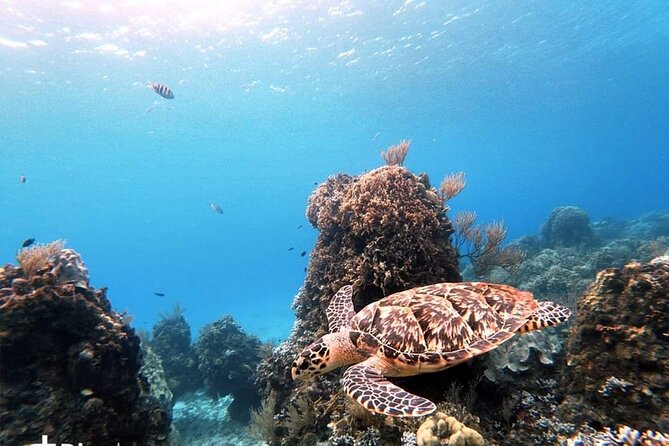 Starfish, Stingrays and the Turtle Sanctuary Snorkel Tour - Why the small boat matters