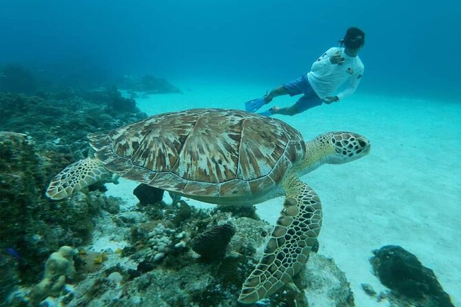 Starfish, Stingrays and the Turtle Sanctuary Snorkel Tour - What the four hours really look like