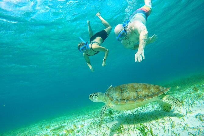 Starfish, Stingrays and the Turtle Sanctuary Snorkel Tour - Gear, drinks, and the snack