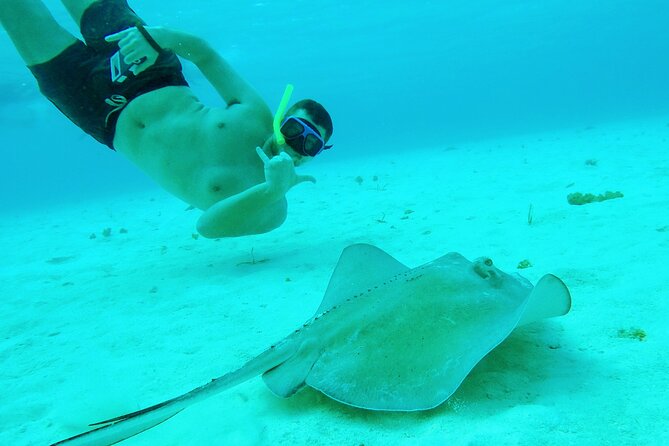 Starfish, Stingrays and the Turtle Sanctuary Snorkel Tour - The turtle question deserves a clear answer
