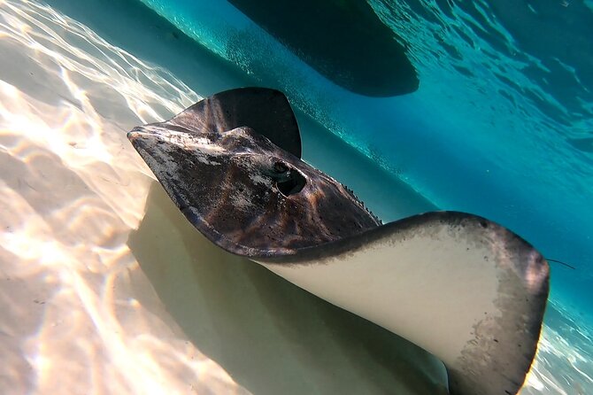 Starfish, Stingrays and the Turtle Sanctuary Snorkel Tour - Who will enjoy this tour most