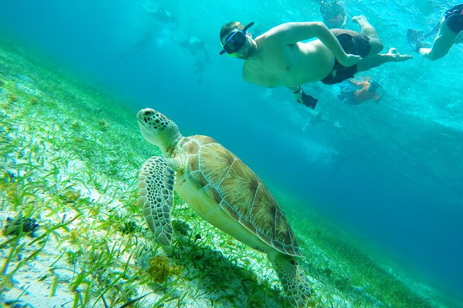 Starfish, Stingrays and the Turtle Sanctuary Snorkel Tour - Reef time at Columbia, Palancar, and Chankanaab