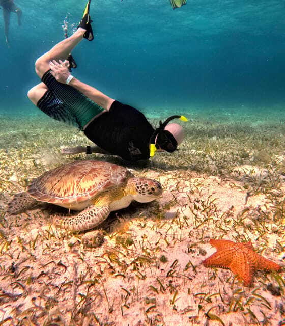 The Cozumel Turtle Sanctuary Snorkel Tour - Weather, conservation, and what to pack