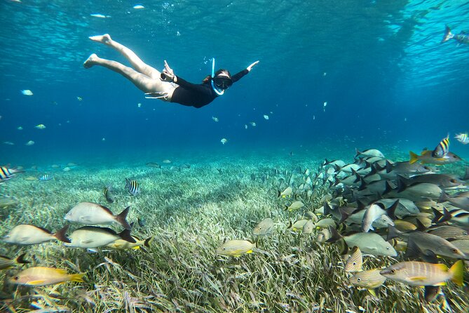 The Cozumel Turtle Sanctuary Snorkel Tour - The turtle area: natural sighting, not a guaranteed encounter