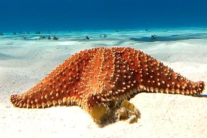 The Cozumel Turtle Sanctuary Snorkel Tour - El Cielo and its orange starfish